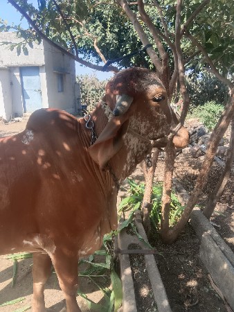 ગીર વાછ‌ડી
