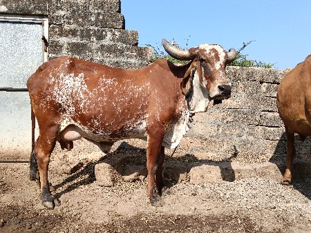 थंबनेल 2