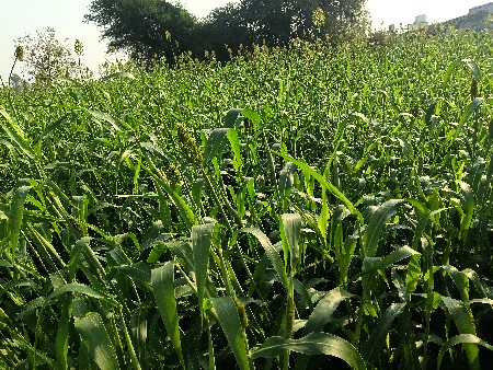 lili juvar vesavani ૪ vidhani