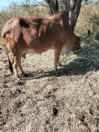 સુરેશભાઈ