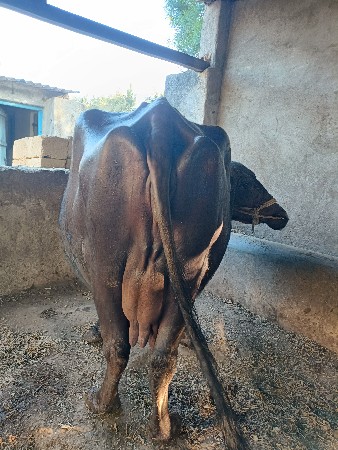 ત્રીજું વેતર