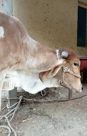 વાછડી વેચવાની છે.