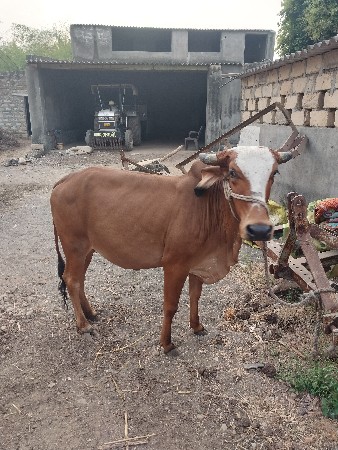 थंबनेल 3