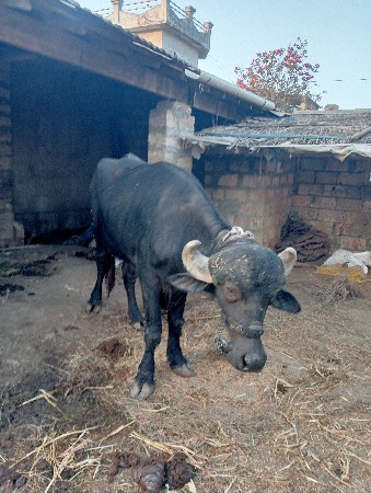 थंबनेल 2