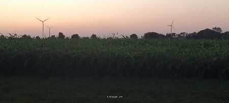 લીલી જુવાર