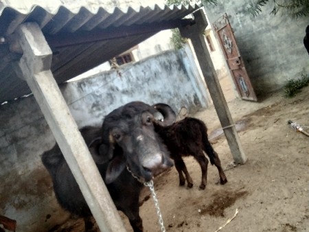 ભેંસ વેચવાની છે