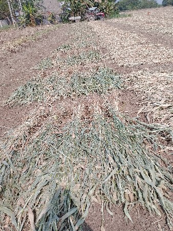 રામ ભાઈ ગોરાણીયા