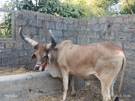 ગોઢલો વેચવા નો છે