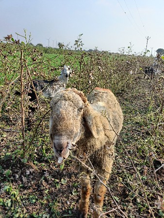 थंबनेल 3