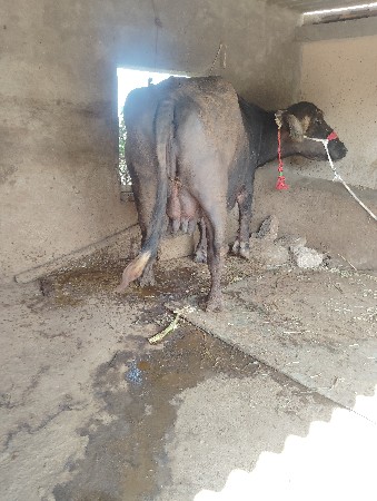 ભેંસ વેચવાની છે