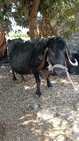 थंबनेल 3