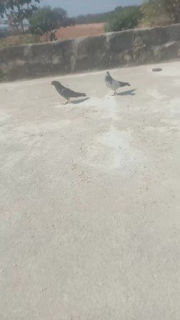 થંબનેલ 3