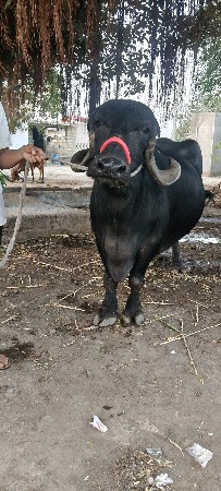 थंबनेल 2