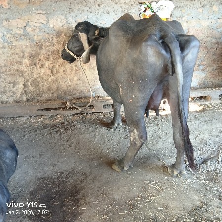 3 વેતર છે 15 દિવસની કાચી છે