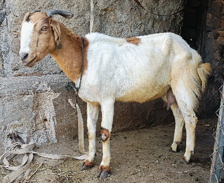 એક બકરીને બે બકરા વેચવાના છે