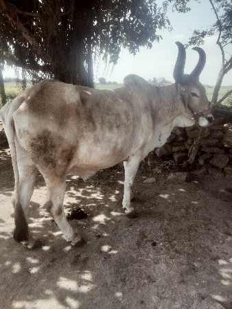 थंबनेल 3