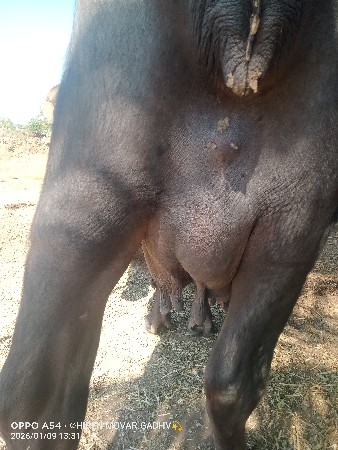 थंबनेल 3