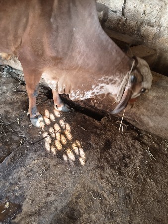 ગાય વેચવાની છે