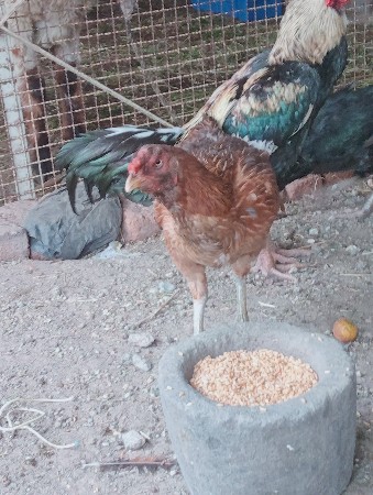 थंबनेल 3