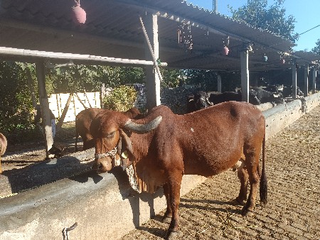 15 દિવસ ની વાર અસલી ગિરઞાય