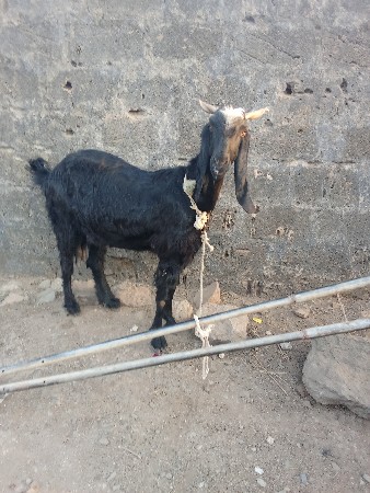 બકરા વેચવાના