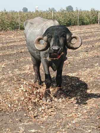 પેલું વેતર ગાભણ