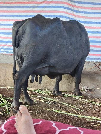 થંબનેલ 3