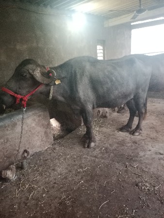 थंबनेल 2