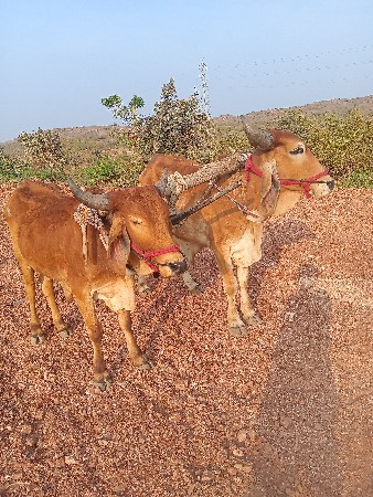 थंबनेल 3