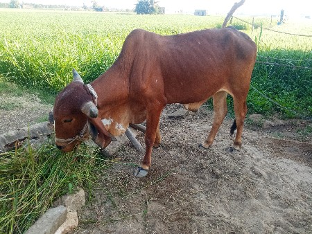 બળદ વેચવાનો છે