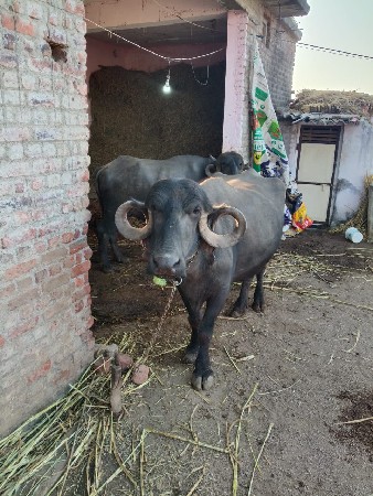 વેચવાની છે