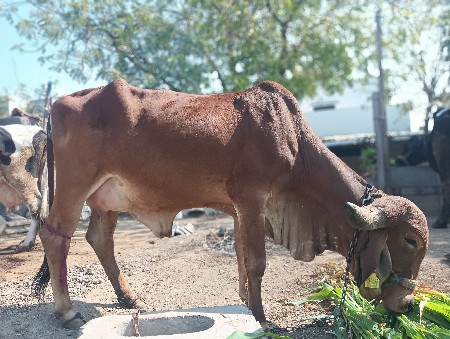 थंबनेल 3