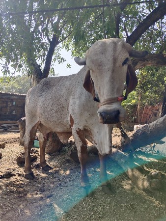 થંબનેલ 2