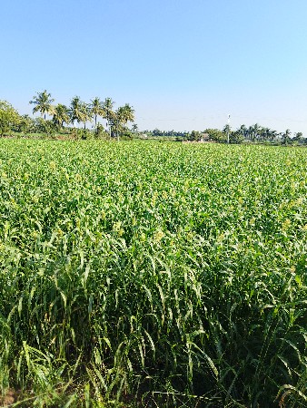 જૂથવાદ નો લીલો ચારો વેચવાનો છે