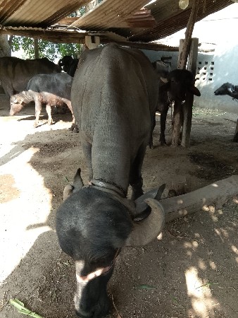 બેસવાને સે