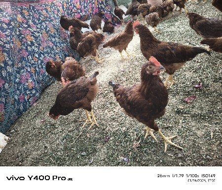 આ કુકડા.વેચવાના છે