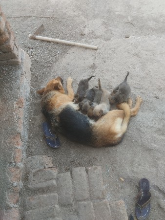 જનસ
જરમનસેફર