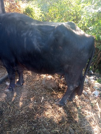 थंबनेल 3