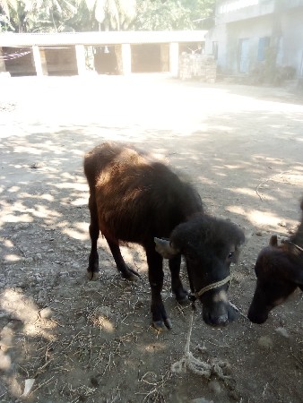 પાડા બે વેચવાના છે