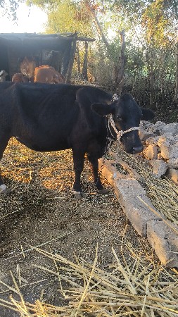 વાંસલડી 2દાતે