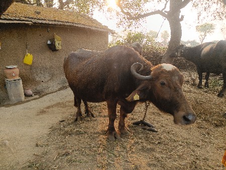 વેચવાની છે