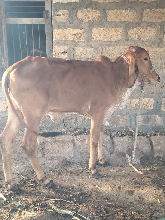 थंबनेल 2