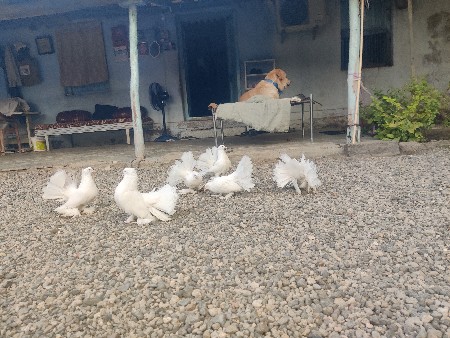 પંખા વાળા કબૂતર