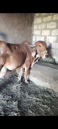 Gaon Mein Soni se Biju Behtar