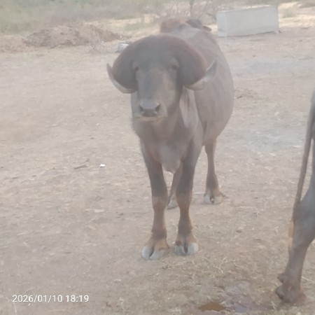 ફુલ જવાબ દારી થી દેવા નો સે