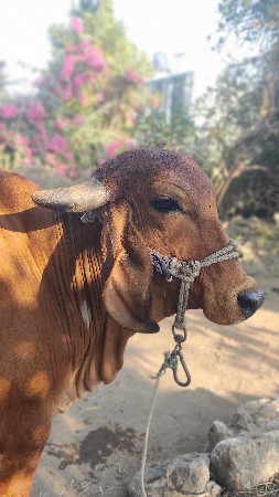 थंबनेल 3