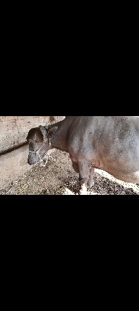 ભેંસ વેચવાની છે