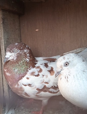 थंबनेल 3