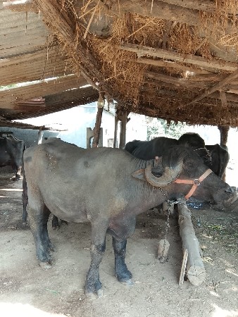 थंबनेल 2