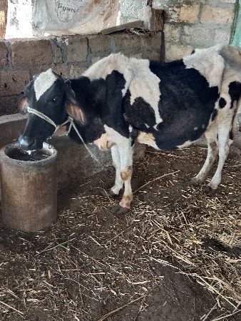 એસબ ગાય વેસવાની છે